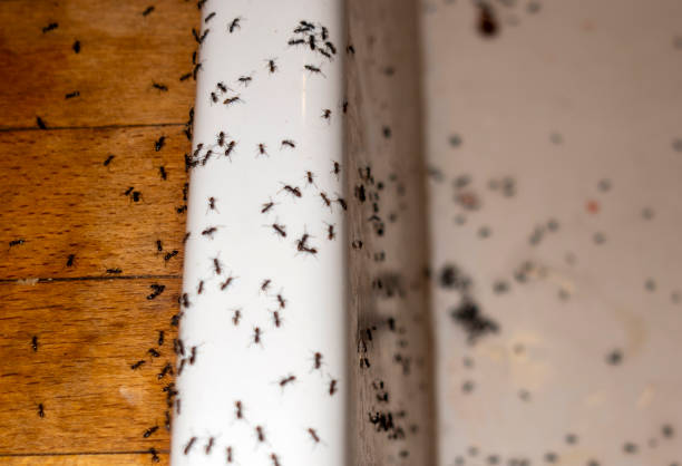 Wasp Removal Services in Mount Olive, AL