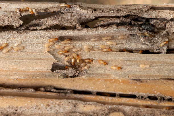 Best Affordable Pest Control Services  in Mount Olive, AL