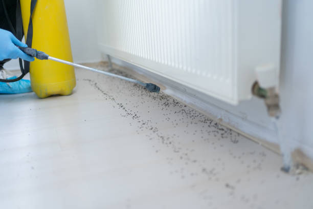 Best Emergency Pest Control  in Mount Olive, AL