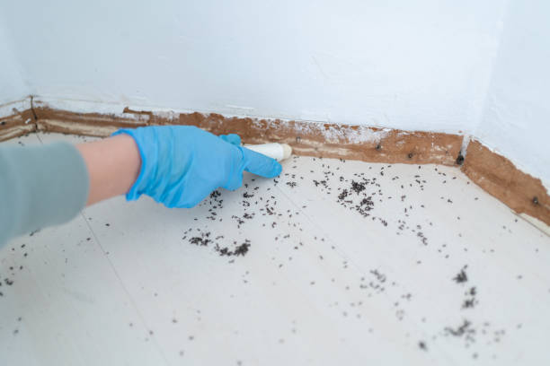 Pest Prevention Services in Mount Olive, AL